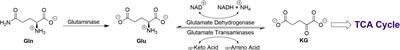 α-Ketoglutaramate—A key metabolite contributing to glutamine addiction in cancer cells